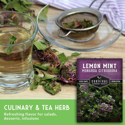 (1 Pack) Lemon Mint Seeds for Planting (Monarda Citriodora) | Lemon Bee Balm/Horse Mint Medicinal Herb & Tea Garden