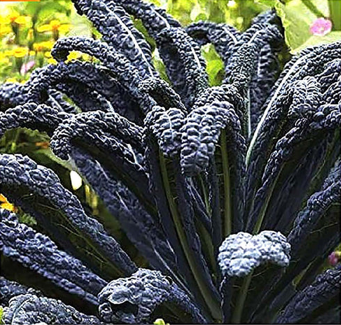 Black Magic Dinosaur Kale Seeds - 2 Feet Long Leaves