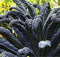 Black Magic Dinosaur Kale Seeds - 2 Feet Long Leaves