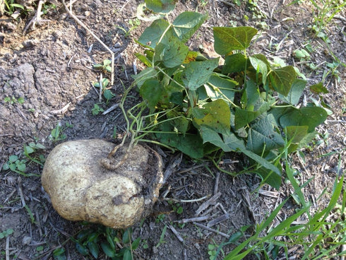 80+ Count 2026 TomorrowSeeds - True Jicama Seeds - - for Planting USA Garden Vegetable Mexican Yam Bean Root Potato