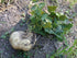 80+ Count 2026 TomorrowSeeds - True Jicama Seeds - - for Planting USA Garden Vegetable Mexican Yam Bean Root Potato