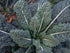 Generic 500 1.75+ Black Tuscan Lacinato Kale Seeds for Planting AKA Dinosaur Kale Heirloom Non GMO Grams Garden