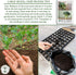 29 300+ Waltham Broccoli Seeds (Brassica oleracea) Heirloom Non-GMO Seeds by Islas Garden Seeds, Classic Cool-Season