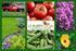(1 MaterAid Tomato Fertilizer - Organic Plant Food for Feeding & Growing Tomatoes Quart)- Tomato Food Suitable for All