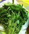 wbut2023 1000 Jute Seeds, Egyptian Spinach, Saluyot, Molokhia, Plant Spring or Summer !