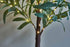 18in 50 Hairui Lighted Small Olive Tree Battery Operated or USB Warm White LED with Timer, Light Up Table Top