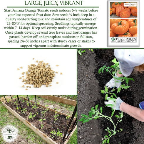 50+ 8090 Amana Orange Beefsteak Tomato Seeds (Solanum lycopersicum) Heirloom Non-GMO Seeds by Islas Garden Seeds, Large