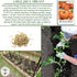 50+ 8090 Amana Orange Beefsteak Tomato Seeds (Solanum lycopersicum) Heirloom Non-GMO Seeds by Islas Garden Seeds, Large