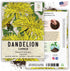 (1 Pack) Seed Needs Dandelion Seeds for Planting Taraxacum officinale - Non-GMO Heirloom & Untreated Perennial Herbs