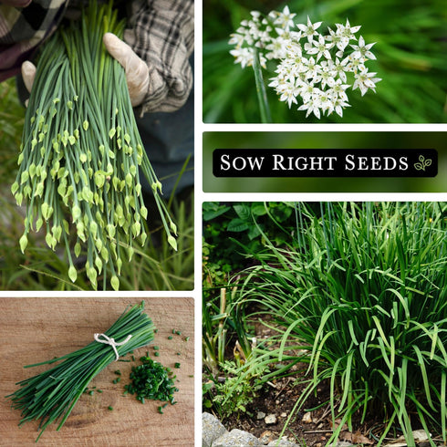 Packet (1) Sow Right Seeds - Garlic Chives Seeds for Planting - Non-GMO Heirloom with Instructions to Plant and Grow a
