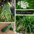 Packet (1) Sow Right Seeds - Garlic Chives Seeds for Planting - Non-GMO Heirloom with Instructions to Plant and Grow a