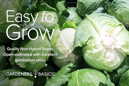 5 Packets Gardeners Basics, Cabbage Seeds for Planting Individual Bok Choy, Michihili (Napa) Chinese Cabbage, Red