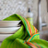 12 Pack 100% 16x28 COTTON CRAFT Salsa Stripe Kitchen Towels - Cotton Tea Dish Towels - Absorbent Reusable Low Lint