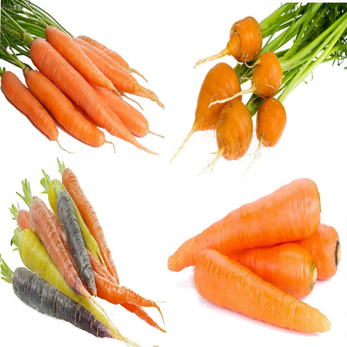 Sunutri Seeds Carrot Seeds Variety Pack 4 Heirloom Carrot Varieties: Tendersweet, Danvers 126, Parisian,