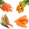 Sunutri Seeds Carrot Seeds Variety Pack 4 Heirloom Carrot Varieties: Tendersweet, Danvers 126, Parisian,