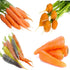 Sunutri Seeds Carrot Seeds Variety Pack 4 Heirloom Carrot Varieties: Tendersweet, Danvers 126, Parisian,