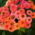 1 oz 3, 4, 5, 6, 7, 8, 9, 10 Eden Brothers Zinnia Seeds - Pumila Salmon, Non-GMO Seeds for Planting, | Low-Maintenance