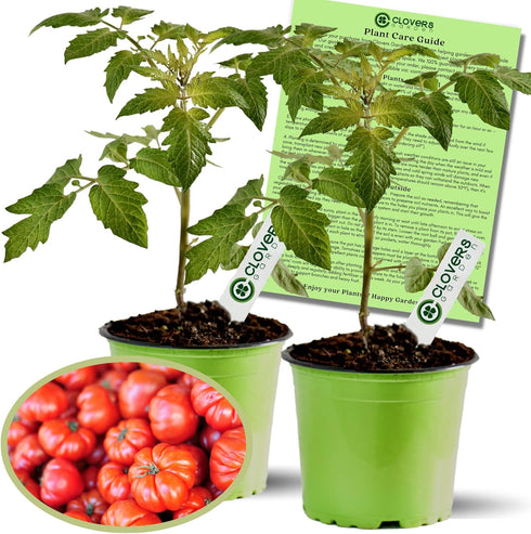 Clovers Garden Beefsteak Tomato Plants Two (2) Live Plants Non GMO -