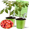 Clovers Garden Beefsteak Tomato Plants Two (2) Live Plants Non GMO -