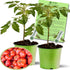 Clovers Garden Beefsteak Tomato Plants Two (2) Live Plants Non GMO -