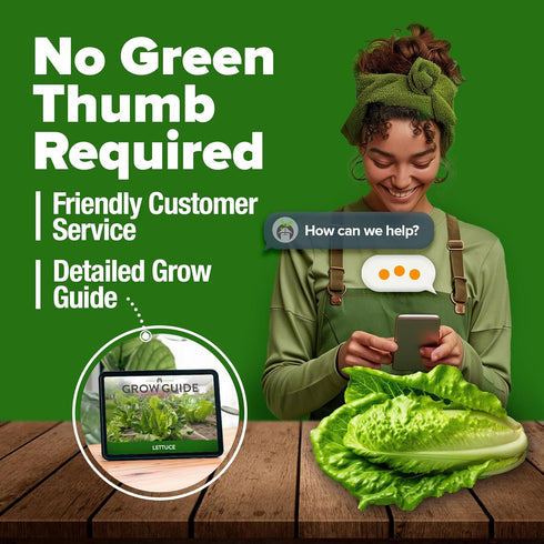 Pack, 7000+ HOME GROWN Romaine Lettuce Seeds, Paris Island Bulk Lettuce Seeds for Planting, High Germination Heirloom