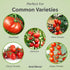8oz. Perfect Plants Tomato Plant Fertilizer in Bottle | Help Your Vegetable Garden Thrive | Rich in Essential nutrients