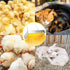 VORIGY 600W 1 Pack Heat Lamp for Chickens, Large Chicken Coop Heater, Adjustable Temp and Height, No Assembly Brooder