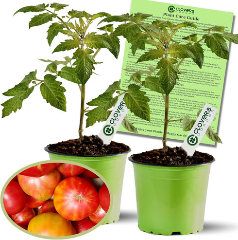 Clovers Garden Big Rainbow Tomato Plants Two (2) Live Plants Non-GMO -