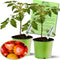 Clovers Garden Big Rainbow Tomato Plants Two (2) Live Plants Non-GMO -