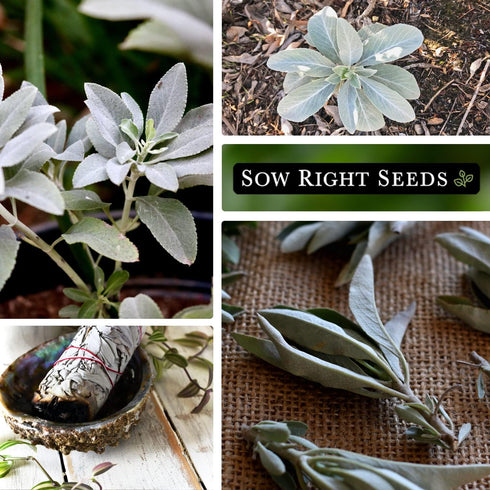 Packet (1) Sow Right Seeds - White Sage Seed for Planting - Non-GMO Heirloom with Instructions for Planting and Growing