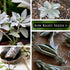 Packet (1) Sow Right Seeds - White Sage Seed for Planting - Non-GMO Heirloom with Instructions for Planting and Growing