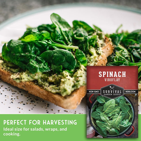 10" (1 Pack) Viroflay Spinach Seeds for Planting Giant Heirloom Variety with Tender Sweet Leaves Fast Growing Cold