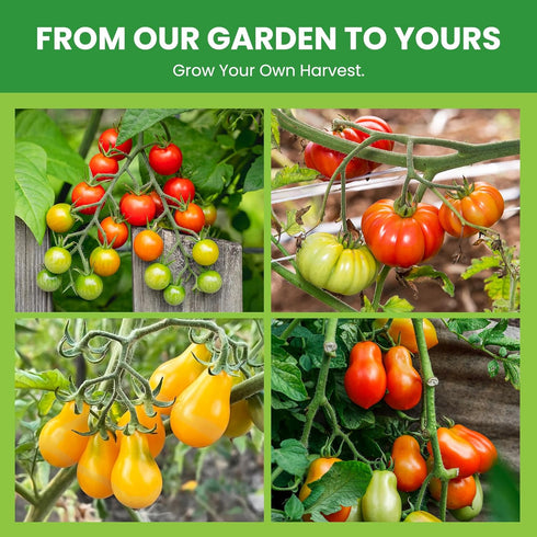 10 Pack Pack -5000+ Heirloom Tomato Seeds Variety Non-GMO Garden Seeds for Planting Outdoors & Indoor Home Gardening