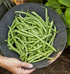274 2 Burpee Blue Lake Bush Bean Seeds ounces of seed