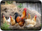 Rooster Chicken Dish Drying Mat for Kitchen Counter, Absorbent Microfiber Reversible Dish Drainer Mats, 18 x 16 In