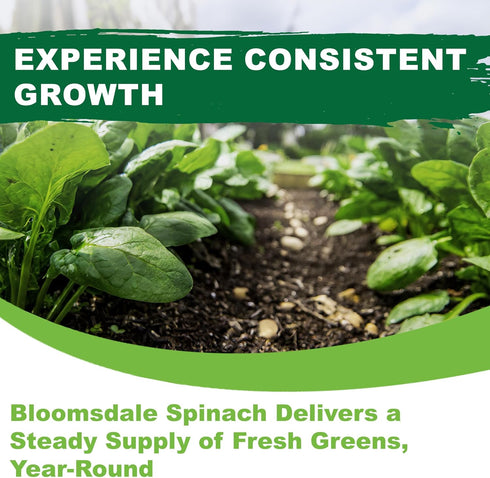 320+ TKE Farms & Gardens - Bloomsdale Spinach Seeds for Planting, Heirloom Non-GMO Seeds, Cold-Hardy & Long Standing