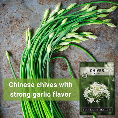 Packet (1) Sow Right Seeds - Garlic Chives Seeds for Planting - Non-GMO Heirloom with Instructions to Plant and Grow a