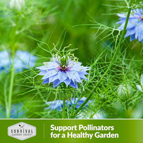 5 Packets Survival Garden Seeds Black Cumin Seed for Planting - with Instructions to Plant and Grow Beneficial Nigella
