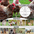 17 Inch 60 0.6 Inch Chicken Wire Fencing Mesh, x Feet Metal Floral Chicken Wire Fence for Crafts Poultry Garden