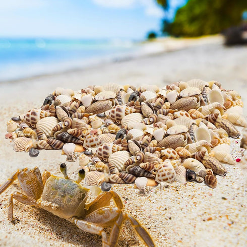 Ira Pollitt Tiny Natural Mixed Ocean Sea Shells, 500pcs, Tiny Miniature Beach Critter Seashells for Crafts, Home