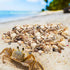Ira Pollitt Tiny Natural Mixed Ocean Sea Shells, 500pcs, Tiny Miniature Beach Critter Seashells for Crafts, Home
