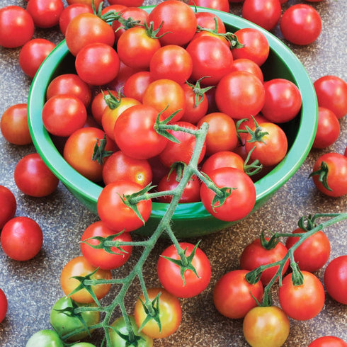 100 19.3 oz (4-Pack) Bonnie Plants Super Sweet Cherry Tomato, Live Plants