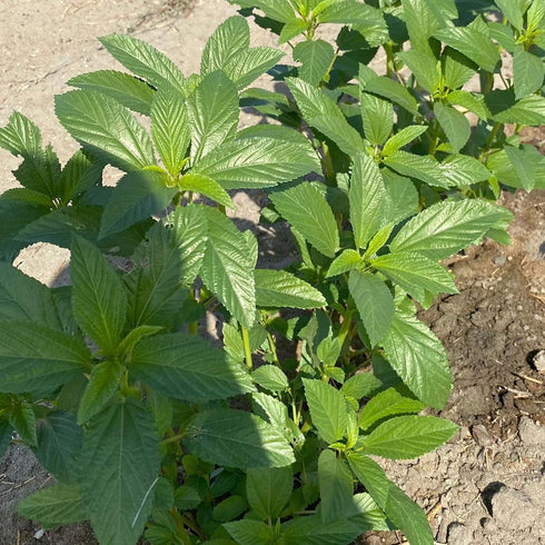 2 Packet ~1,000 Kitazawa Seed Company Egyptian Spinach Seeds - Molokhia, Jew's Mallow, Jute Mallow, Corchorus olitorius