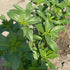 2 Packet ~1,000 Kitazawa Seed Company Egyptian Spinach Seeds - Molokhia, Jew's Mallow, Jute Mallow, Corchorus olitorius