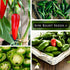 Packet (3) Sow Right Seeds - Jalapeno Pepper Seed for Planting - Non-GMO Heirloom with Instructions to Plant an Outdoor
