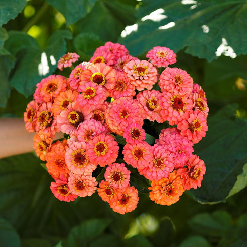 1 oz 3, 4, 5, 6, 7, 8, 9, 10 Eden Brothers Zinnia Seeds - Pumila Salmon, Non-GMO Seeds for Planting, | Low-Maintenance