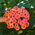 1 oz 3, 4, 5, 6, 7, 8, 9, 10 Eden Brothers Zinnia Seeds - Pumila Salmon, Non-GMO Seeds for Planting, | Low-Maintenance