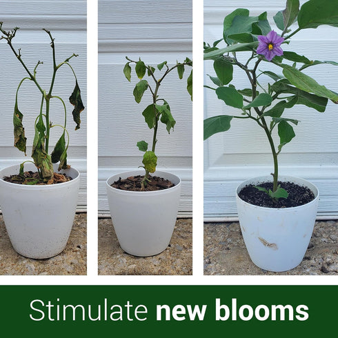 (1-32 oz Elm Dirt's Bloom Juice for All Flowering Plants Bottle)