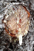 Pinon (Pinyon) Pine Refined Resin Incense from Arizona, 2 oz by Jenny Joy's Soap