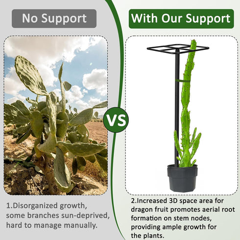 1 12"x12"x50", No-Hammer Pcs Heavy Duty Dragon Fruit Trellis Adjustable Metal Dragon Plant Support Stand, Durable